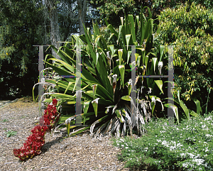 Picture of Doryanthes palmeri 