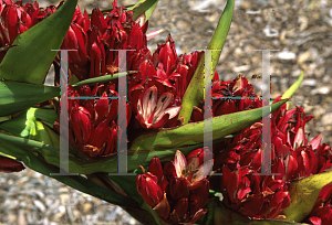 Picture of Doryanthes palmeri 