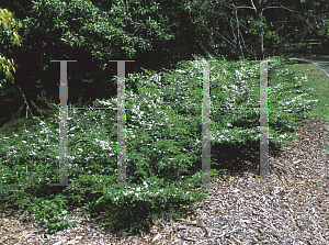 Picture of Leptospermum juniperinum 'Horizantalis'