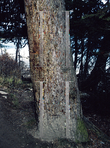 Picture of Abies lasiocarpa 