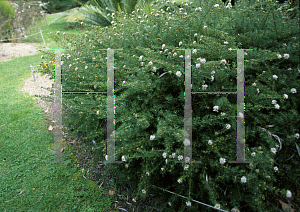 Picture of Grevillea crithmifolia 