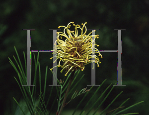 Picture of Grevillea whiteana 