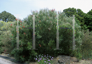 Picture of Hakea bucculenta 