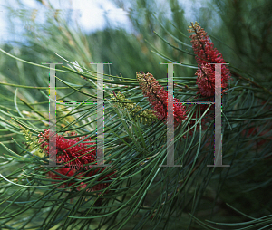 Picture of Hakea bucculenta 