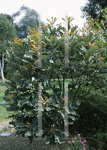 Picture of Banksia solandri 