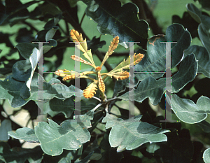 Picture of Banksia solandri 