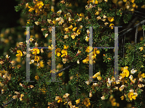 Picture of Pultenaea villosa 