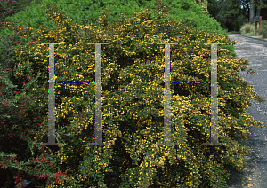 Picture of Pultenaea villosa 