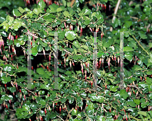 Picture of Ribes speciosum 