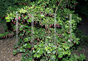 Picture of Ribes speciosum 
