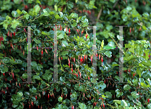 Picture of Ribes speciosum 