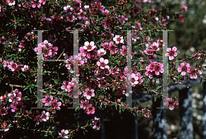 Picture of Leptospermum scoparium 