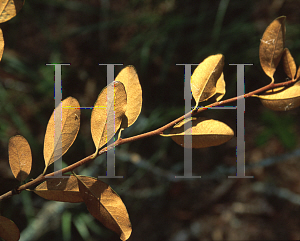 Picture of Bumelia reclinata 