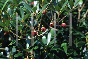 Picture of Ternstroemia gymnanthera 