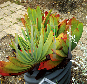 Picture of Aloe plicatilis 