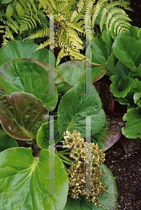 Picture of Bergenia  'Silberlicht (Silver Light)'