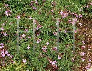 Picture of Incarvillea arguta 