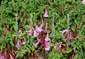 Picture of Incarvillea arguta 