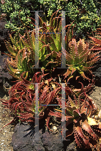 Picture of Aloe dorotheae 