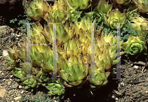 Picture of Haworthia cymbiformis ssp. setulifera 