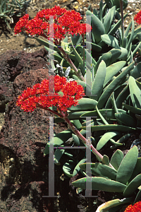 Picture of Crassula perfoliata var. falcata 