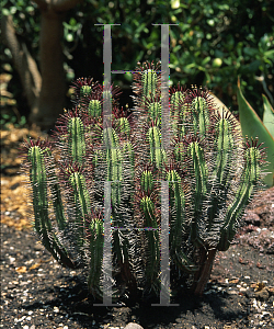 Picture of Euphorbia atrispina 