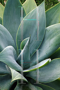 Picture of Agave attenuata 