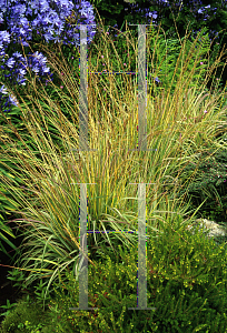 Picture of Molinia caerulea 'Variegata'