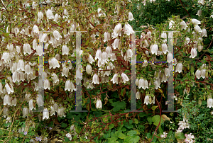 Picture of Campanula takesimana 