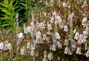 Picture of Campanula takesimana 