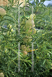 Picture of Asclepias physocarpa 