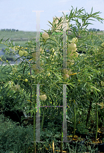 Picture of Asclepias physocarpa 