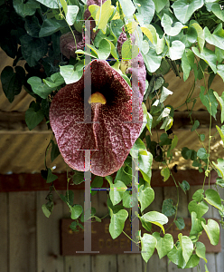 Picture of Aristolochia gigantea 