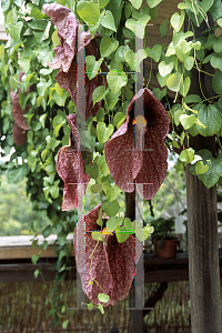 Picture of Aristolochia gigantea 