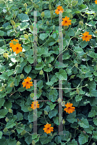 Picture of Thunbergia gregorii 