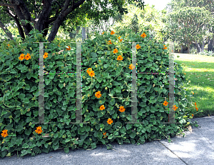 Picture of Thunbergia gregorii 