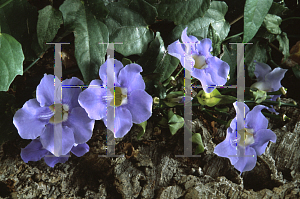 Picture of Thunbergia grandiflora 