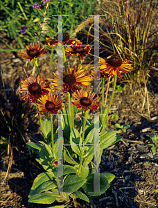 Picture of Rudbeckia hirta 'Chim Chiminee'