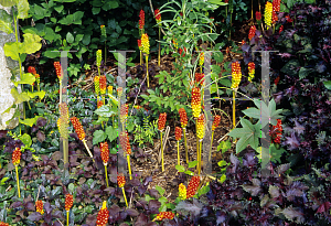 Picture of Arum italicum 'Pictum'