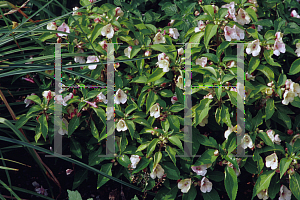 Picture of Impatiens x 'Seashells'