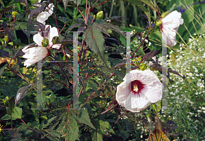 Picture of Hibiscus  'Kopper King'