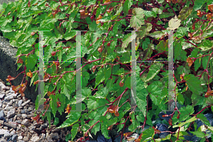 Picture of Begonia sutherlandii 