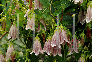 Picture of Campanula takesimana 