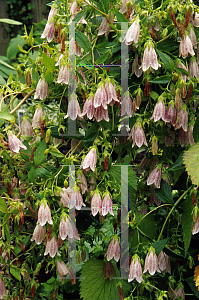 Picture of Campanula takesimana 