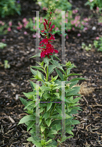 Picture of Lobelia x speciosa 'Fan Burgundy'