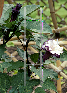 Picture of Datura metel 'Flore Pleno'