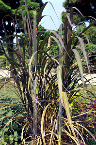 Picture of Saccharum officinarum 'Peles Smoke'