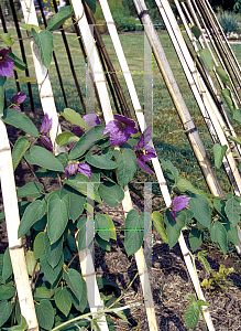 Picture of Dalechampia dioscoreifolia 