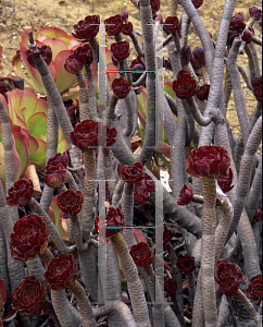 Picture of Aeonium arboreum 'Atropurpureum'