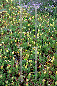 Picture of Carpobrotus aequilaterus 